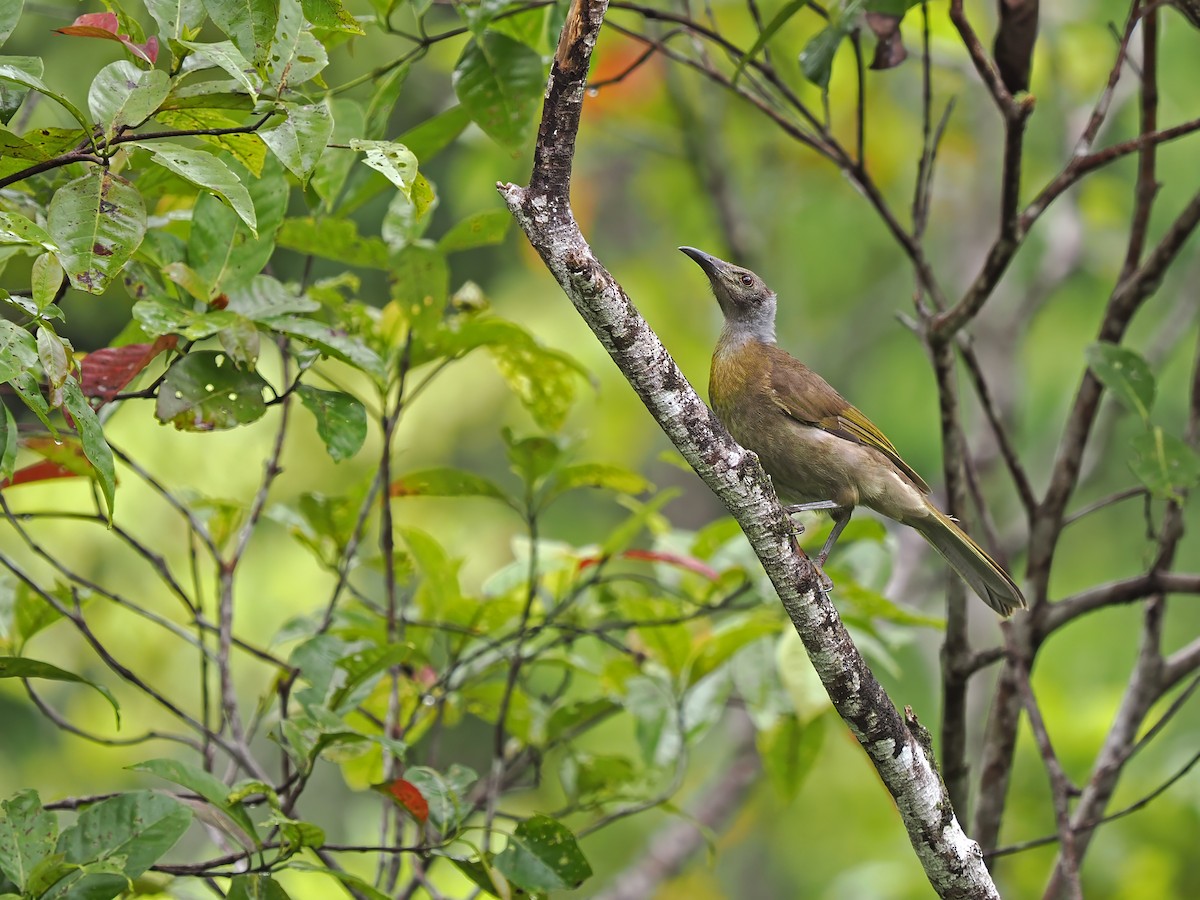 Seram Friarbird - ML633733357