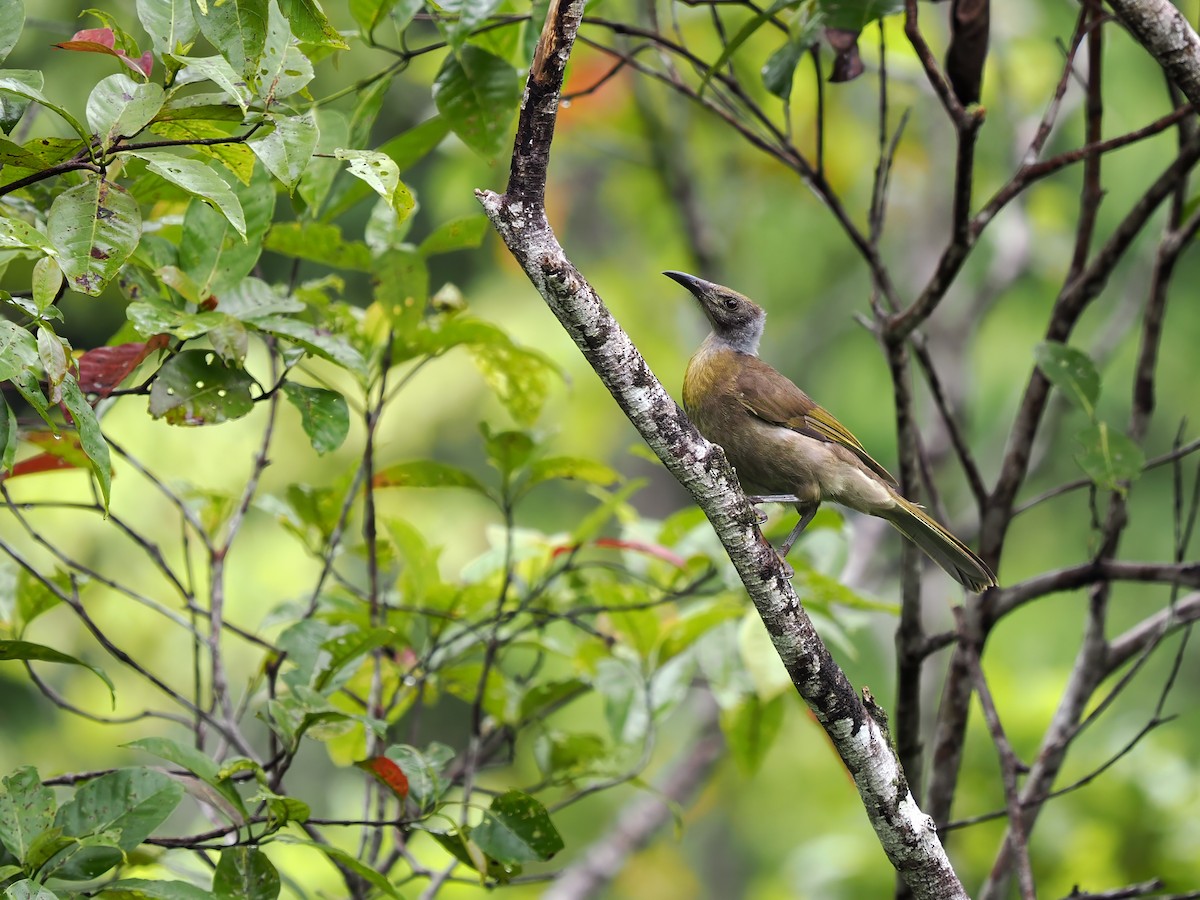 Seram Friarbird - ML633733358