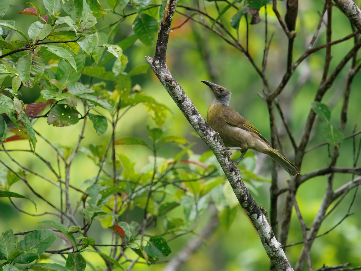 Seram Friarbird - ML633733359