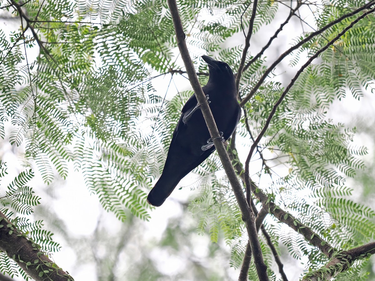 Violet Crow - ML633733425