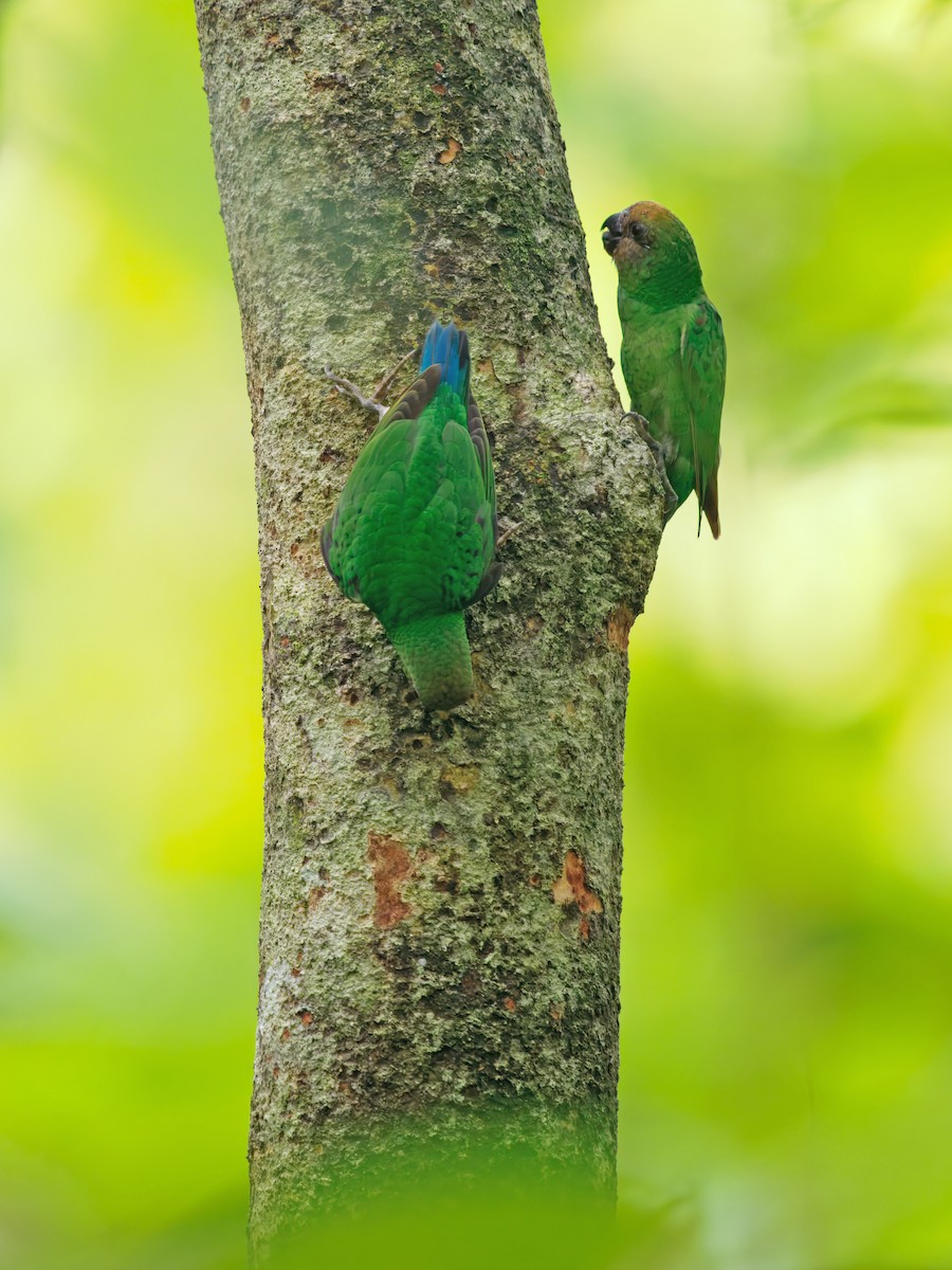 Yellow-capped Pygmy-Parrot - ML633733703