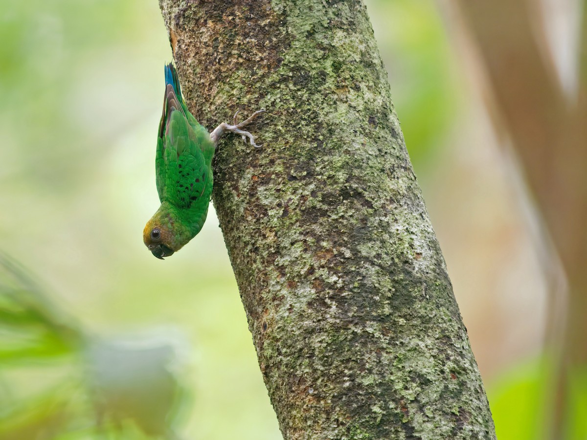 Yellow-capped Pygmy-Parrot - ML633733704