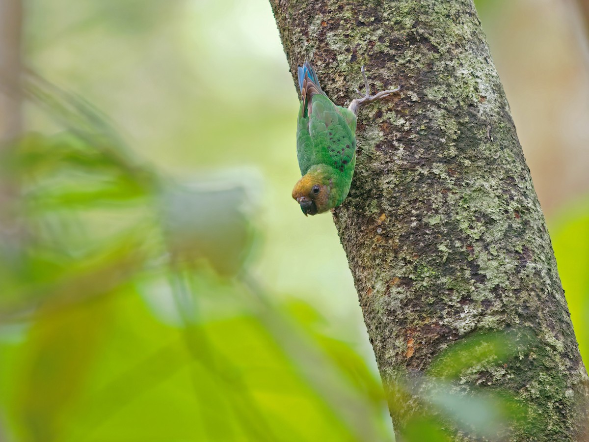 Yellow-capped Pygmy-Parrot - ML633733705