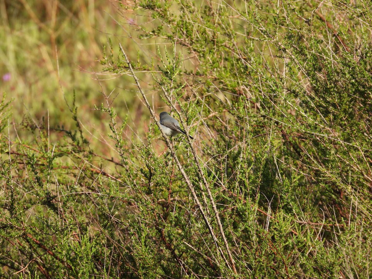 Blue-gray Gnatcatcher - ML633733729