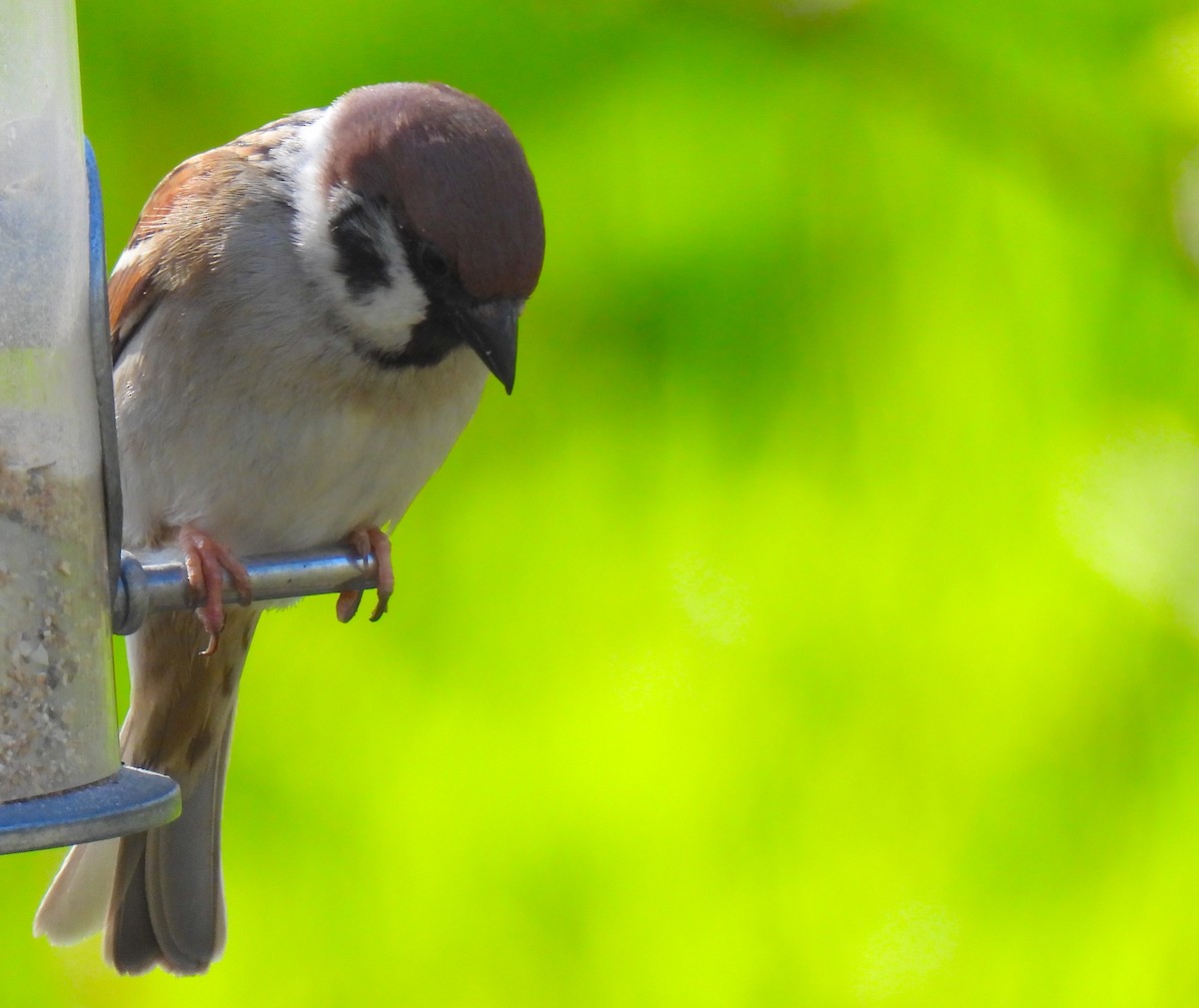 Eurasian Tree Sparrow - ML633733927