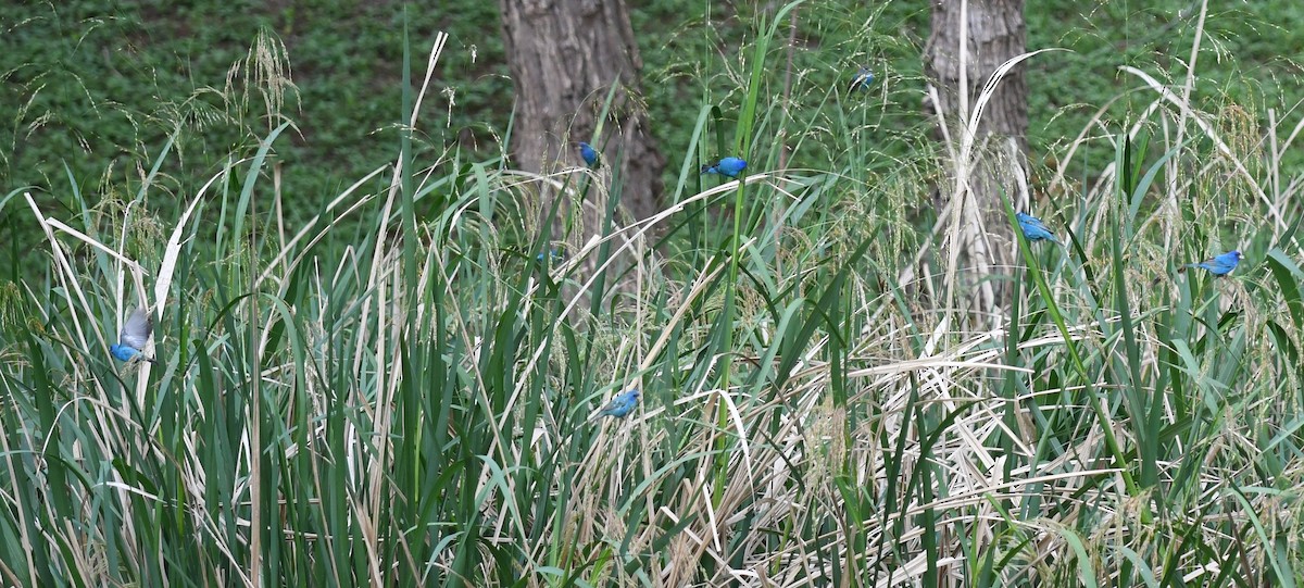 Indigo Bunting - ML633734023