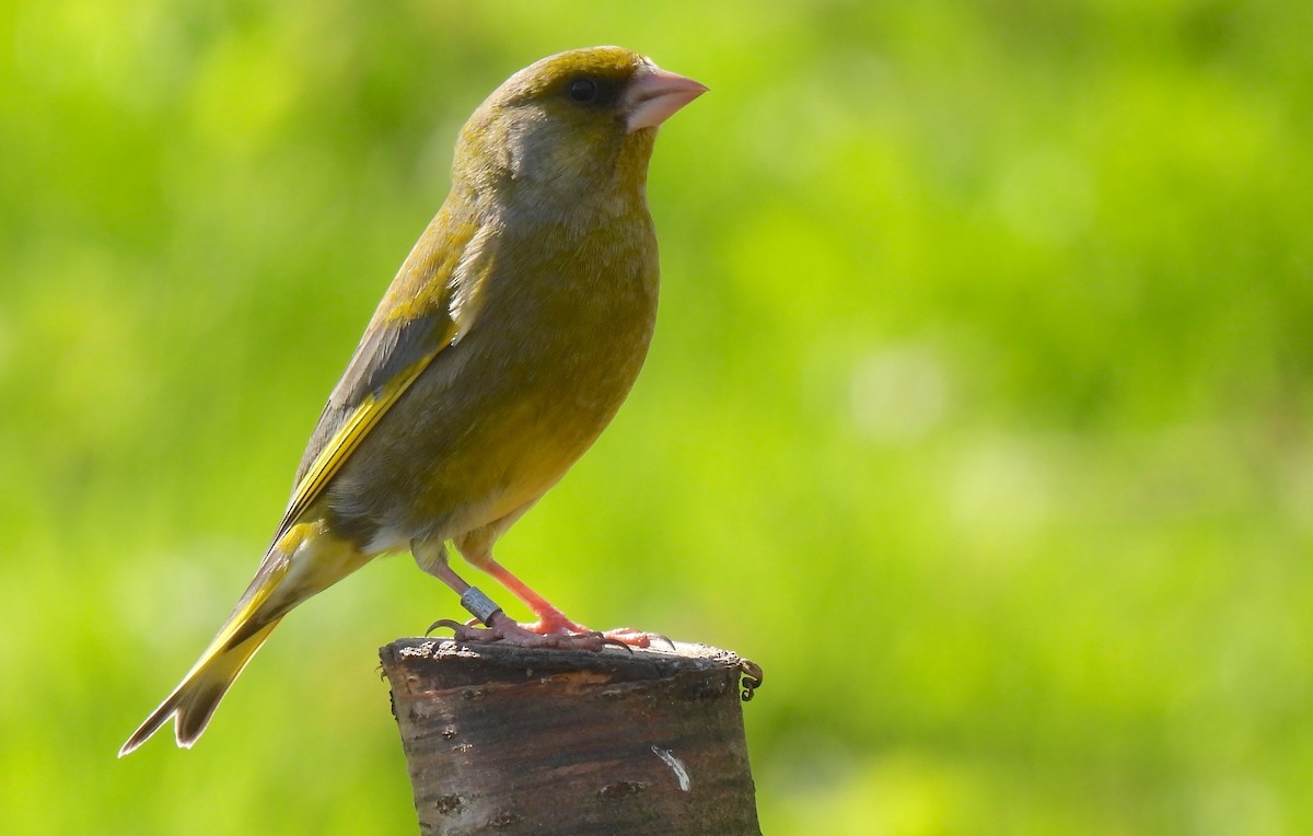 European Greenfinch - ML633734052