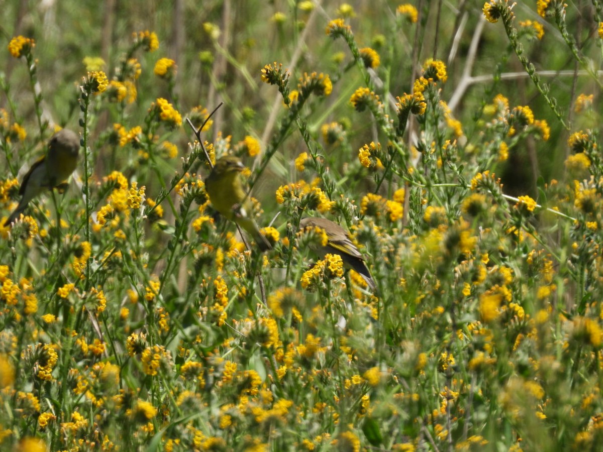 Lawrence's Goldfinch - ML633734112