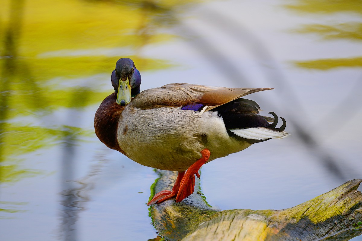 Mallard - ML633734178