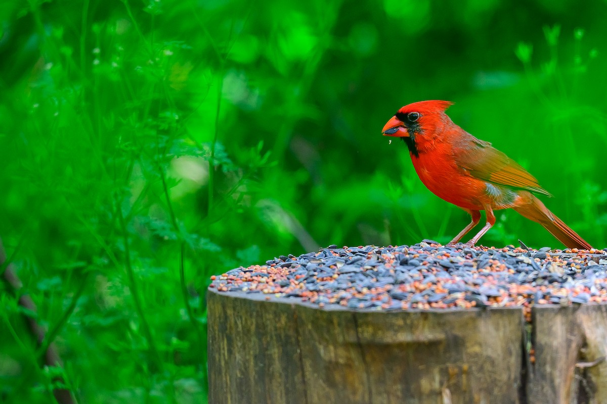 Northern Cardinal - ML633734241