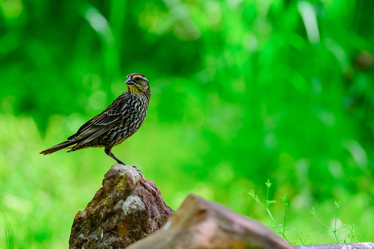 Red-winged Blackbird - ML633734303