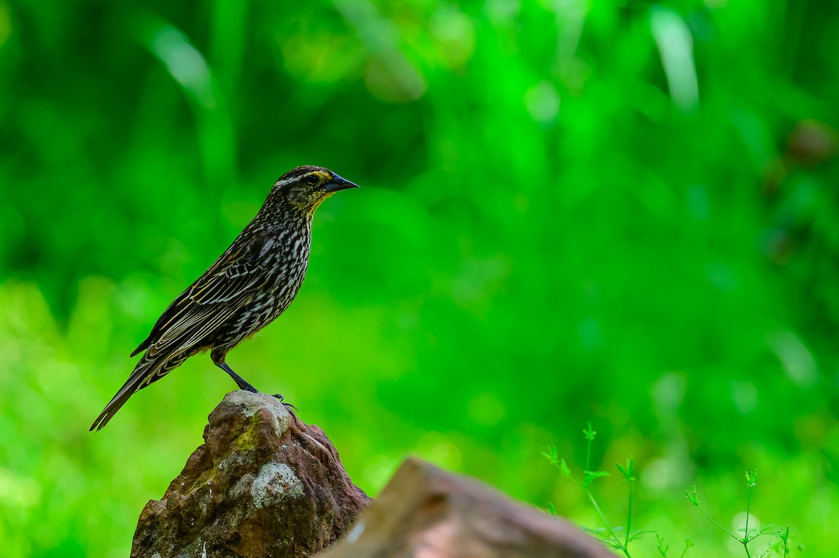 Red-winged Blackbird - ML633734304