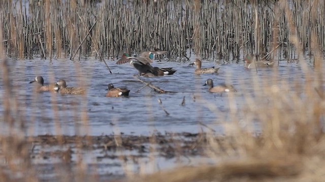 Blue-winged Teal - ML633734318