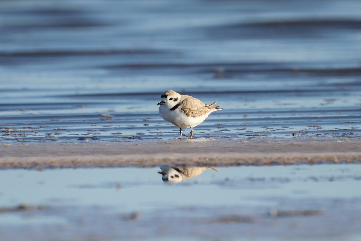 Snowy Plover - ML633734389