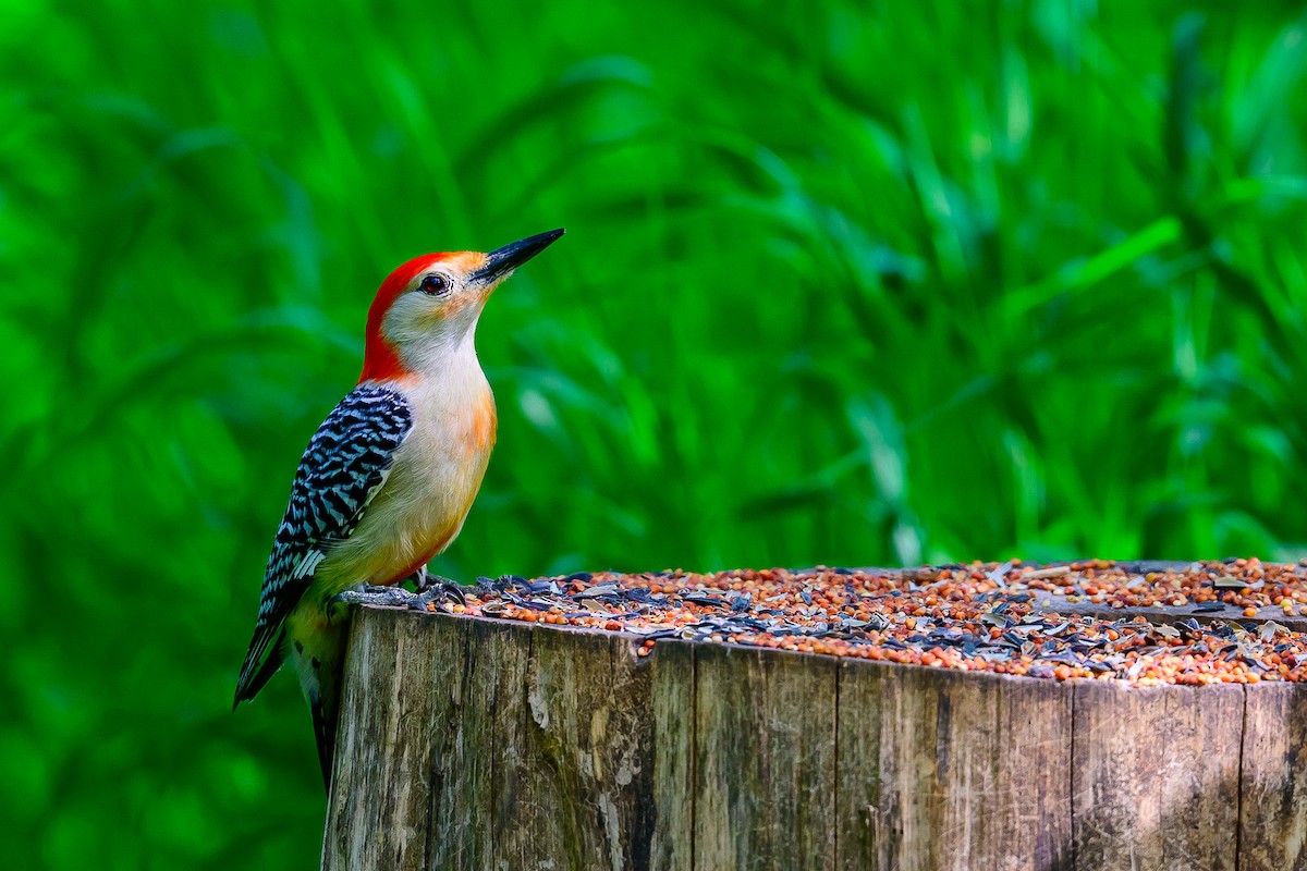 Red-bellied Woodpecker - ML633734408