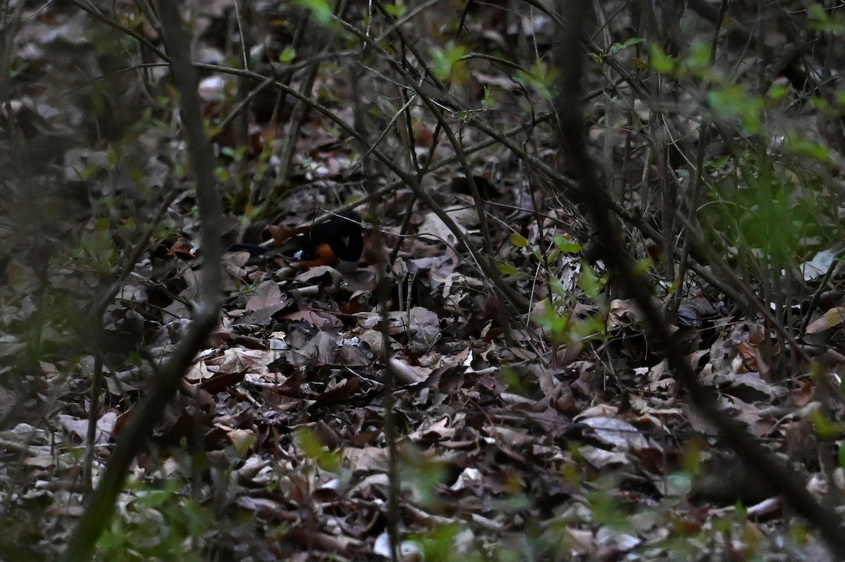 Eastern Towhee - ML633734435