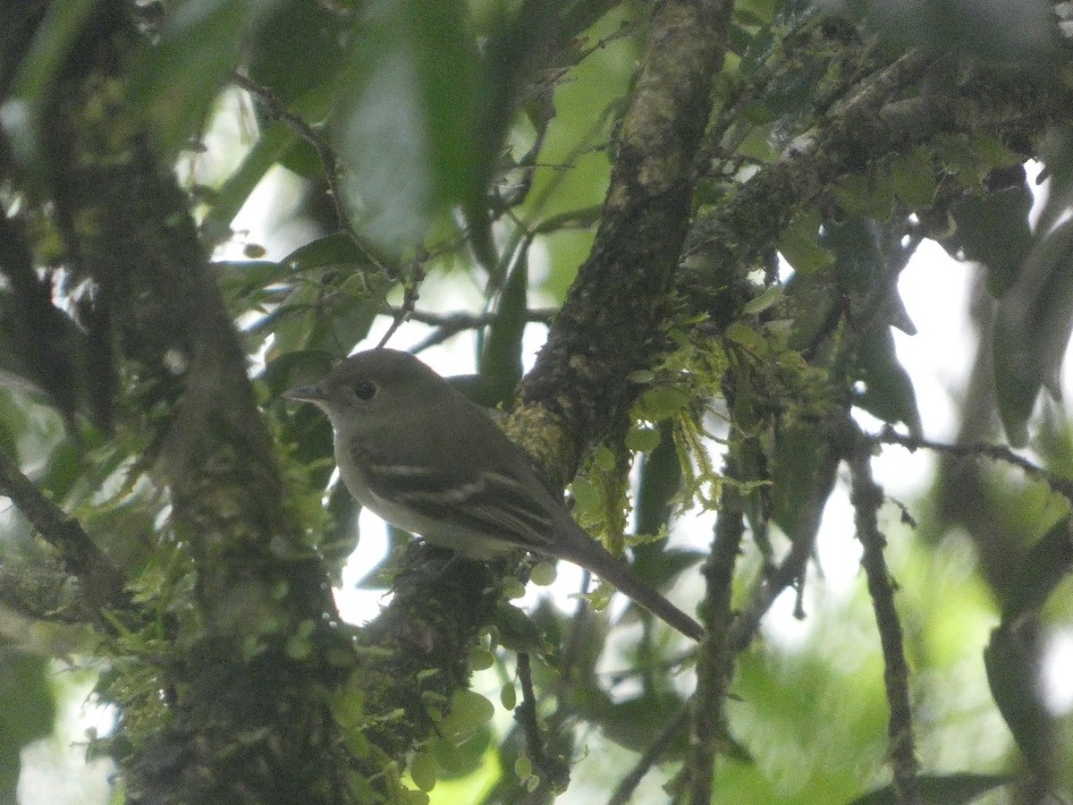 Acadian Flycatcher - ML633734605