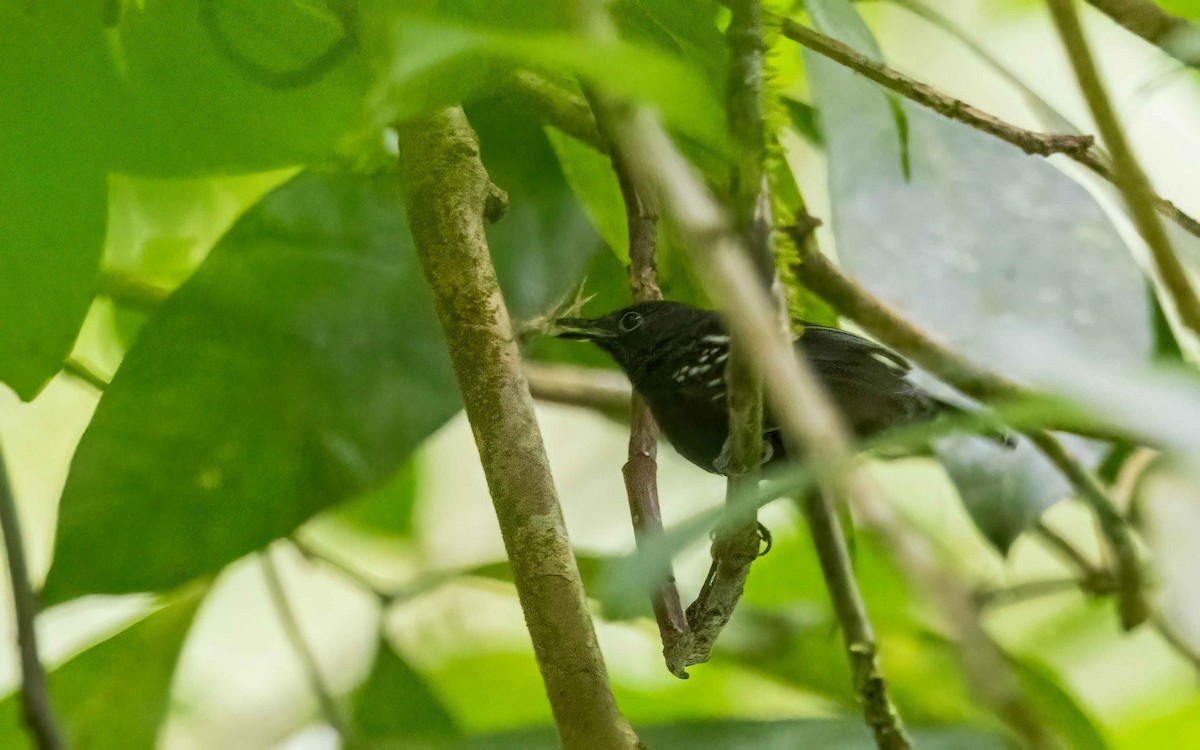 White-flanked Antwren - ML633734626