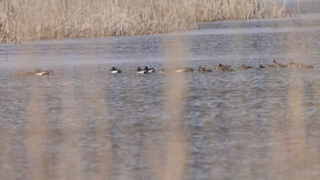 Northern Shoveler - ML633734643