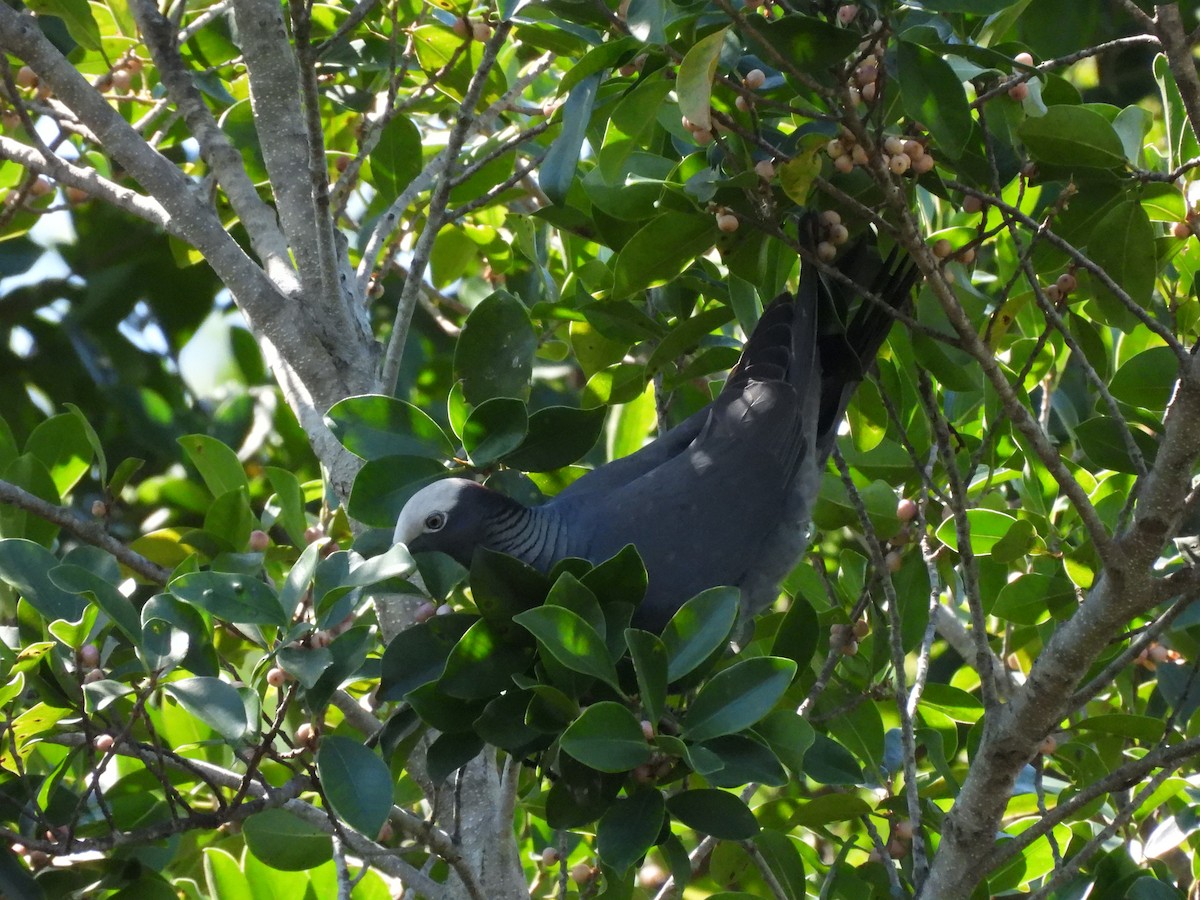 White-crowned Pigeon - ML633734645
