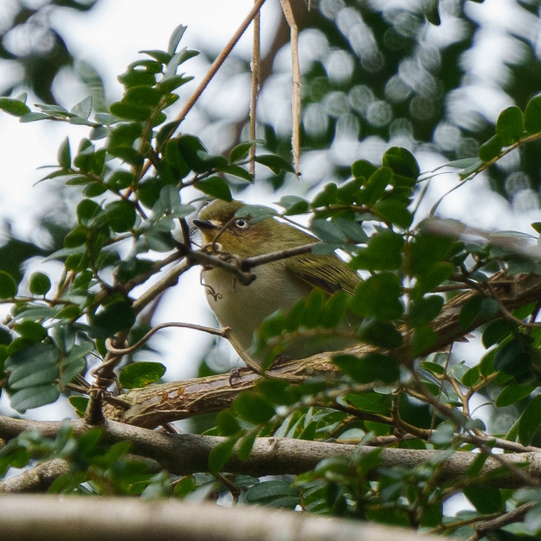 Bay-ringed Tyrannulet - ML633734646