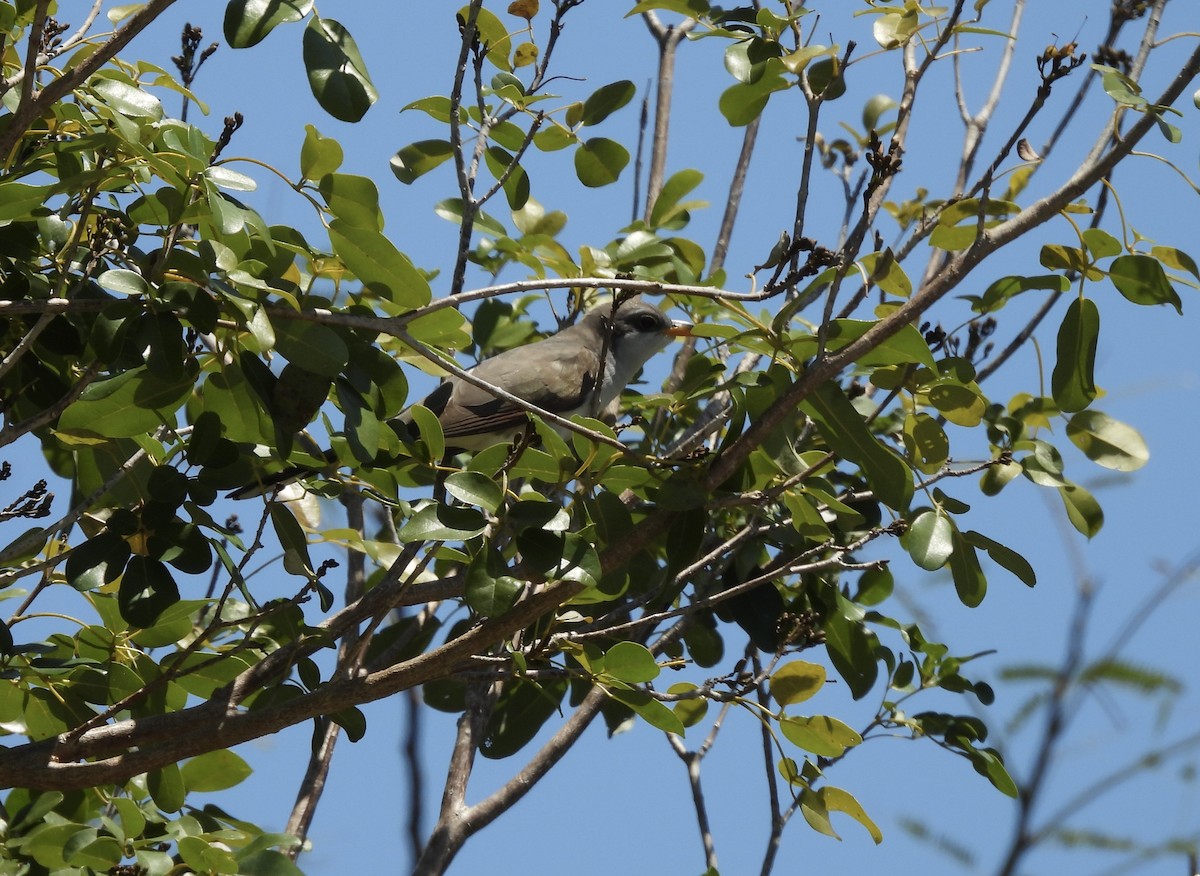 Yellow-billed Cuckoo - ML633734687