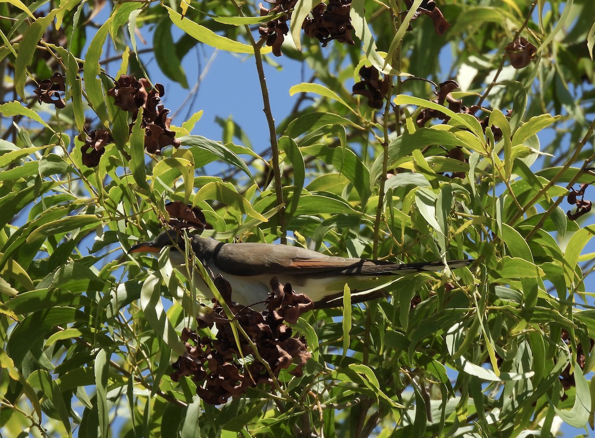 Yellow-billed Cuckoo - ML633734688