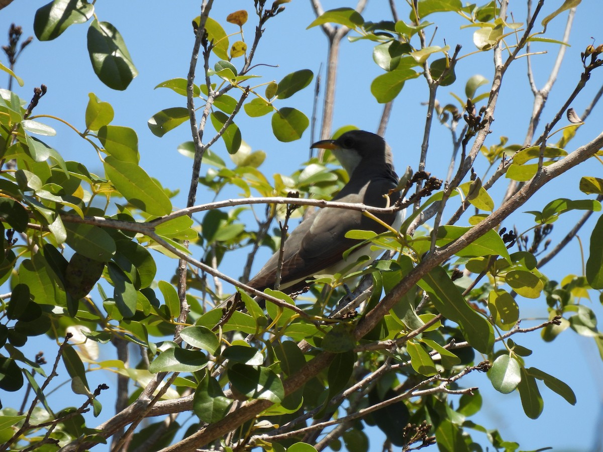 Yellow-billed Cuckoo - ML633734689
