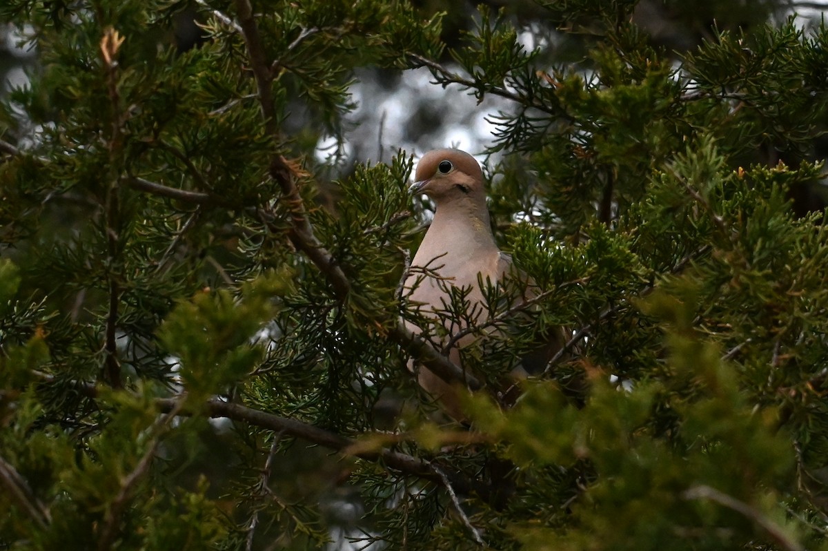 Mourning Dove - ML633734711