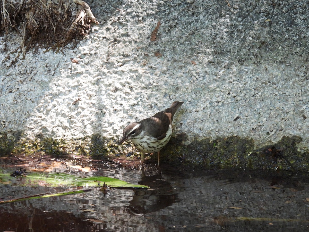 Louisiana Waterthrush - ML633734781