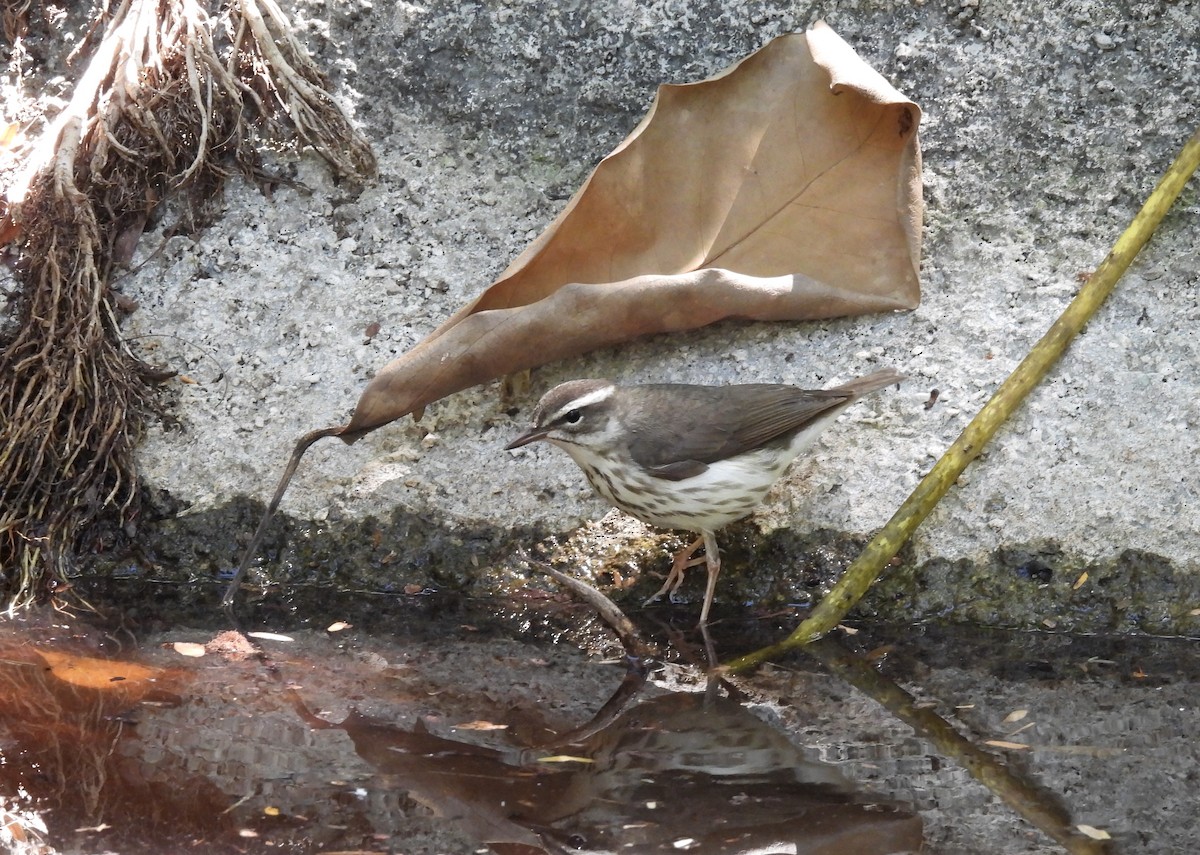 Louisiana Waterthrush - ML633734782