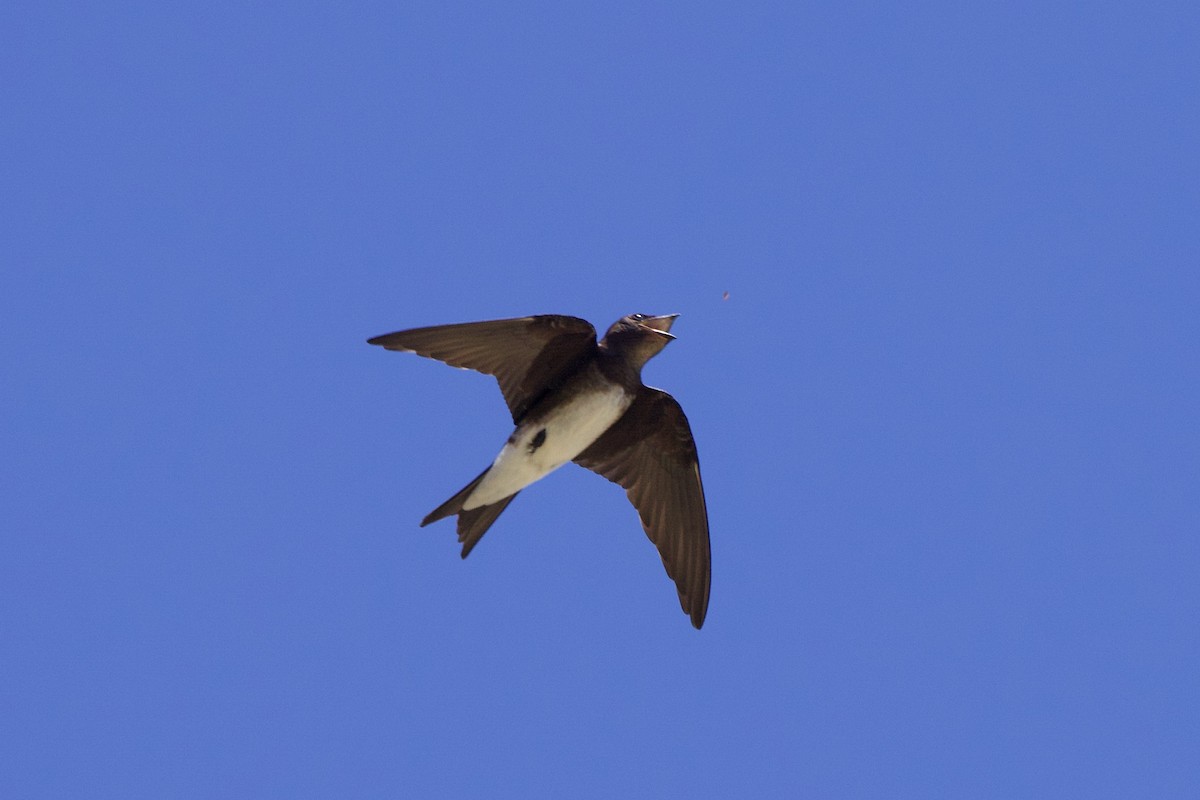 Caribbean Martin - ML633734801
