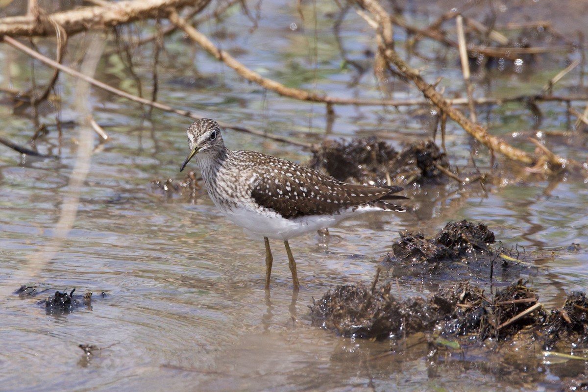 Solitary Sandpiper - ML633734837