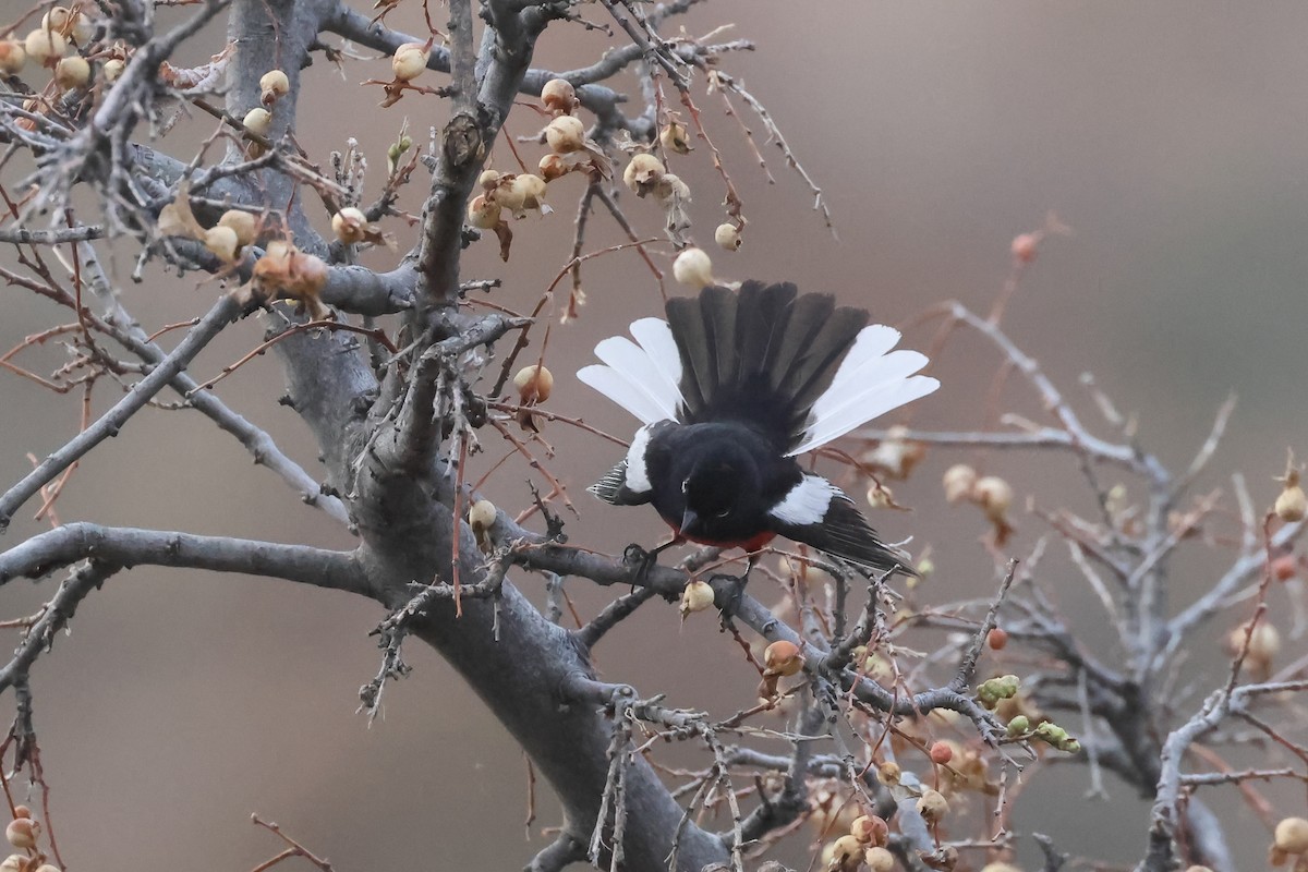 Painted Redstart - ML633734841