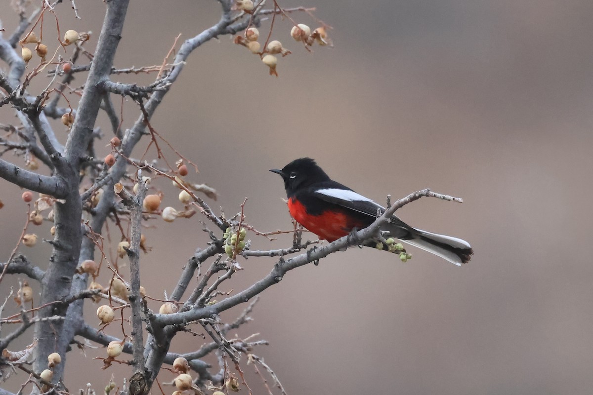 Painted Redstart - ML633734843