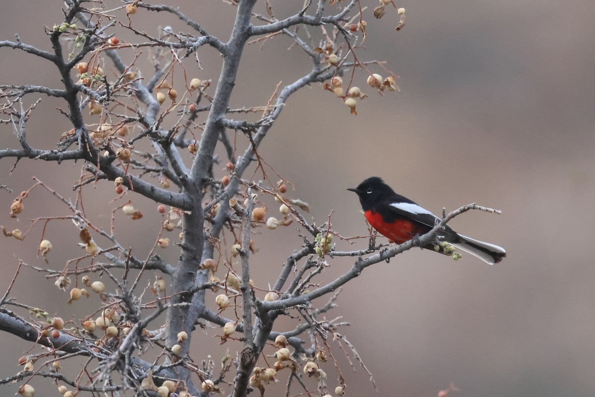 Painted Redstart - ML633734844