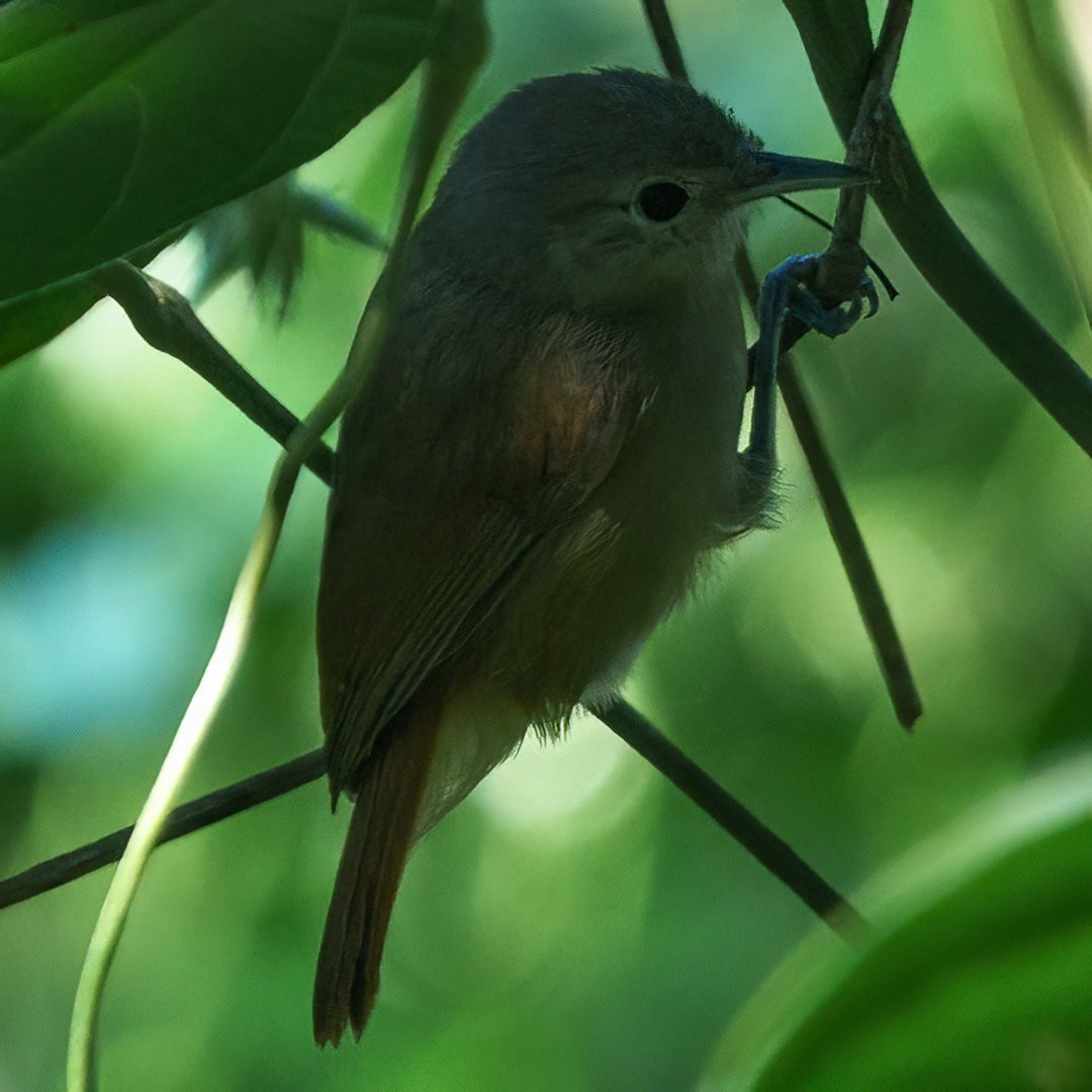 Drab-breasted Pygmy-Tyrant - ML633734972
