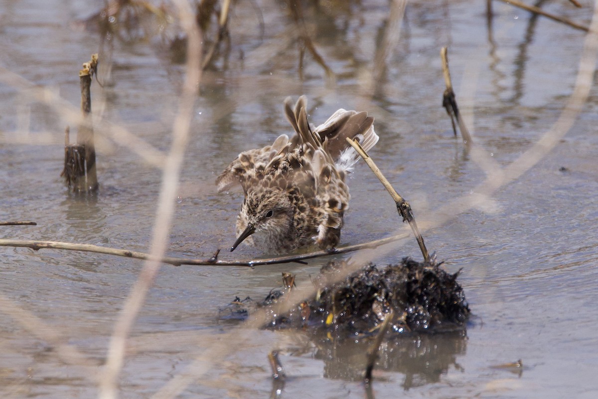 Least Sandpiper - ML633735130