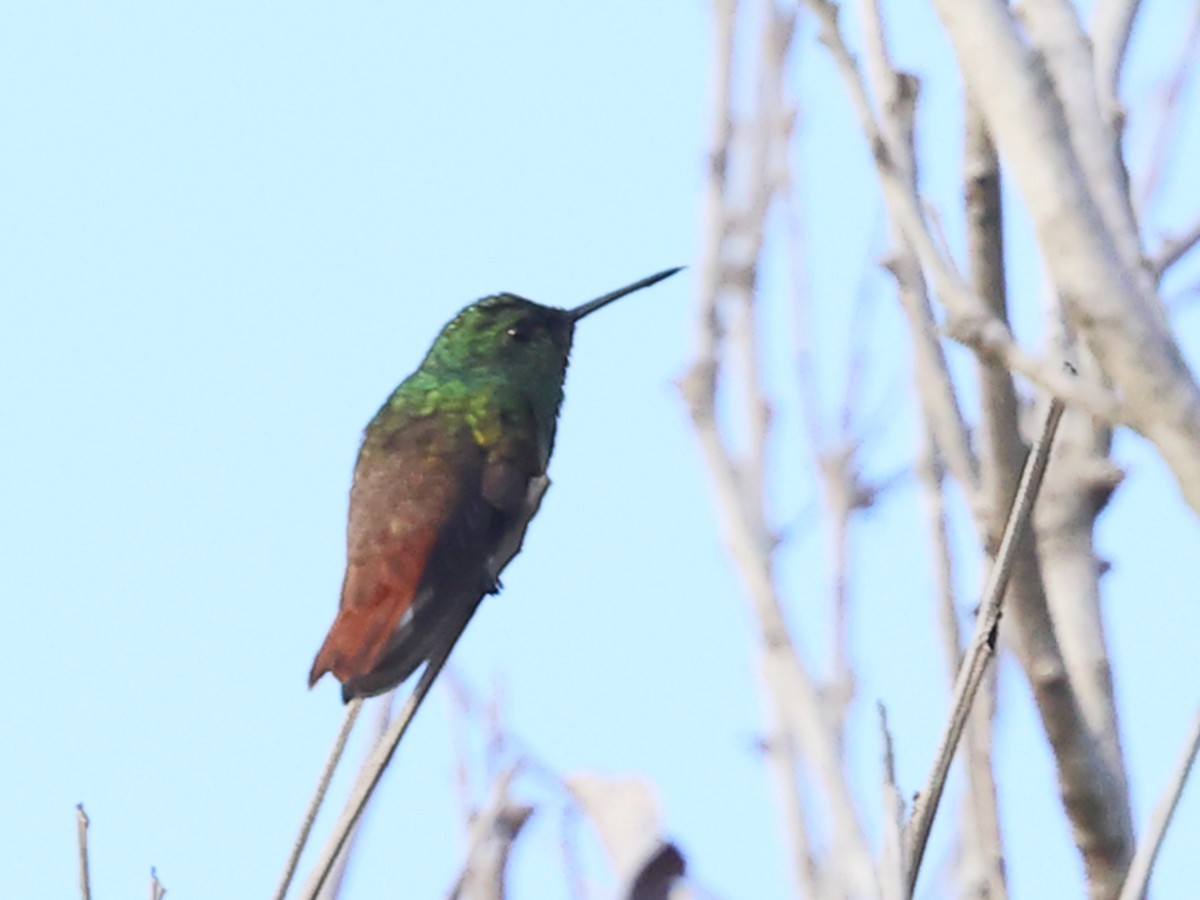 Copper-tailed Hummingbird - ML633735209