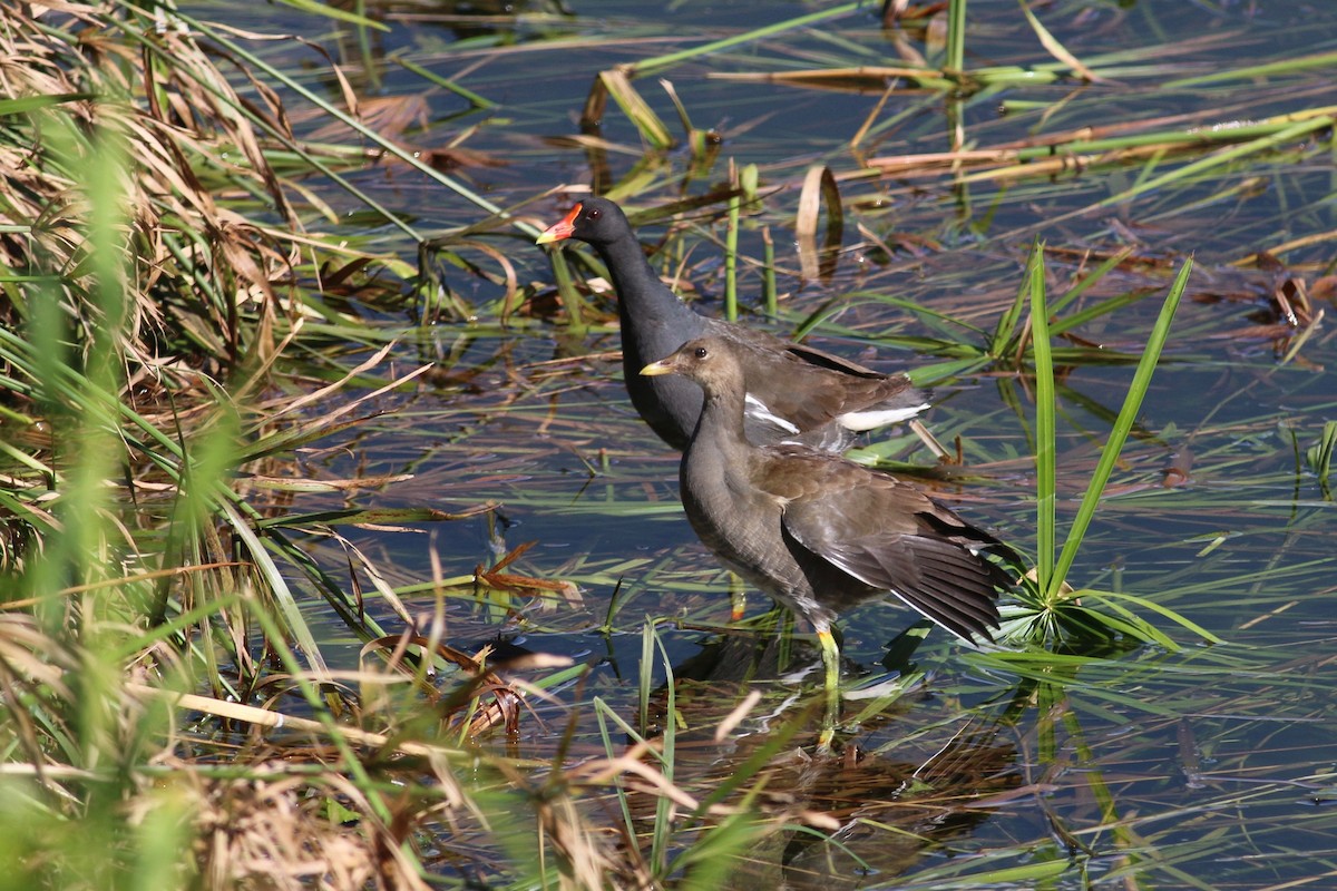 Eurasian Moorhen - ML63373531