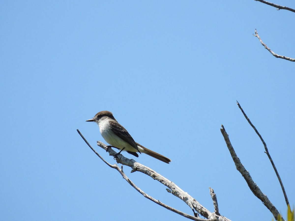 La Sagra's Flycatcher - ML633735351