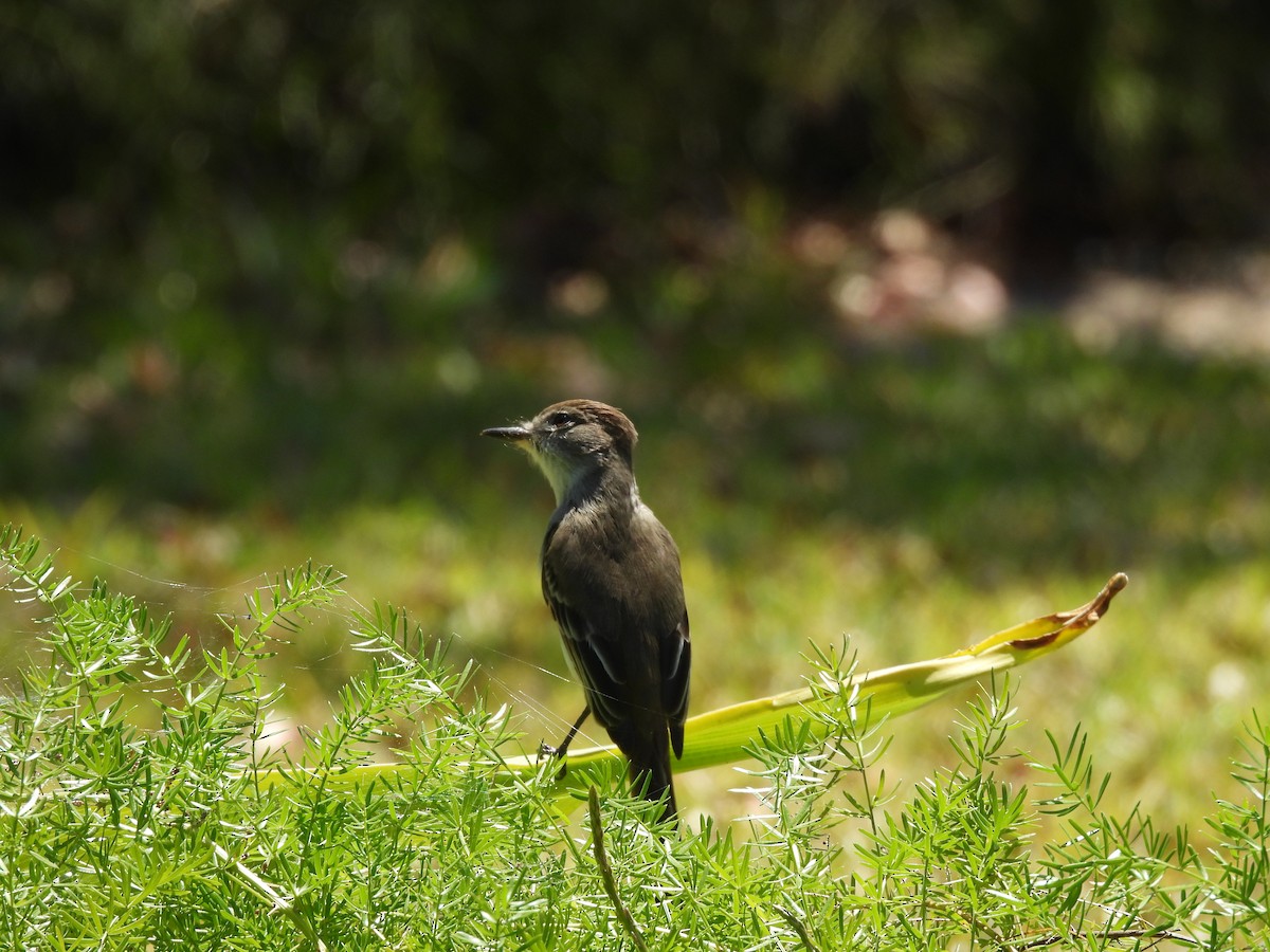 La Sagra's Flycatcher - ML633735352