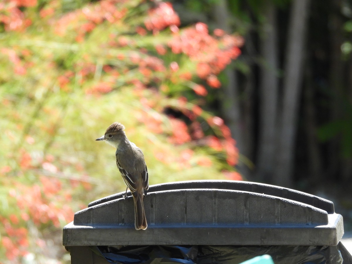 La Sagra's Flycatcher - ML633735417