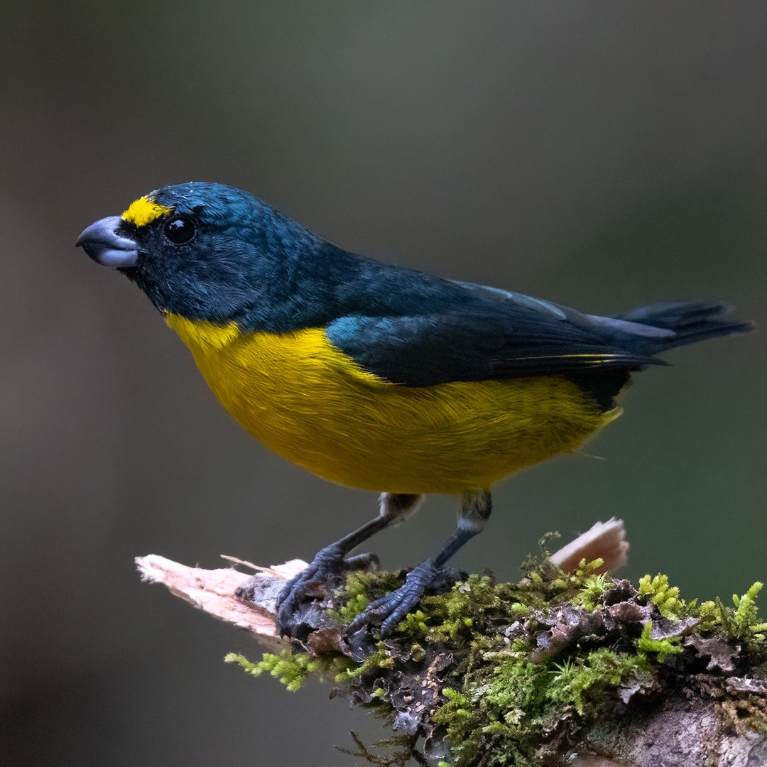 Green-throated Euphonia - ML633735520