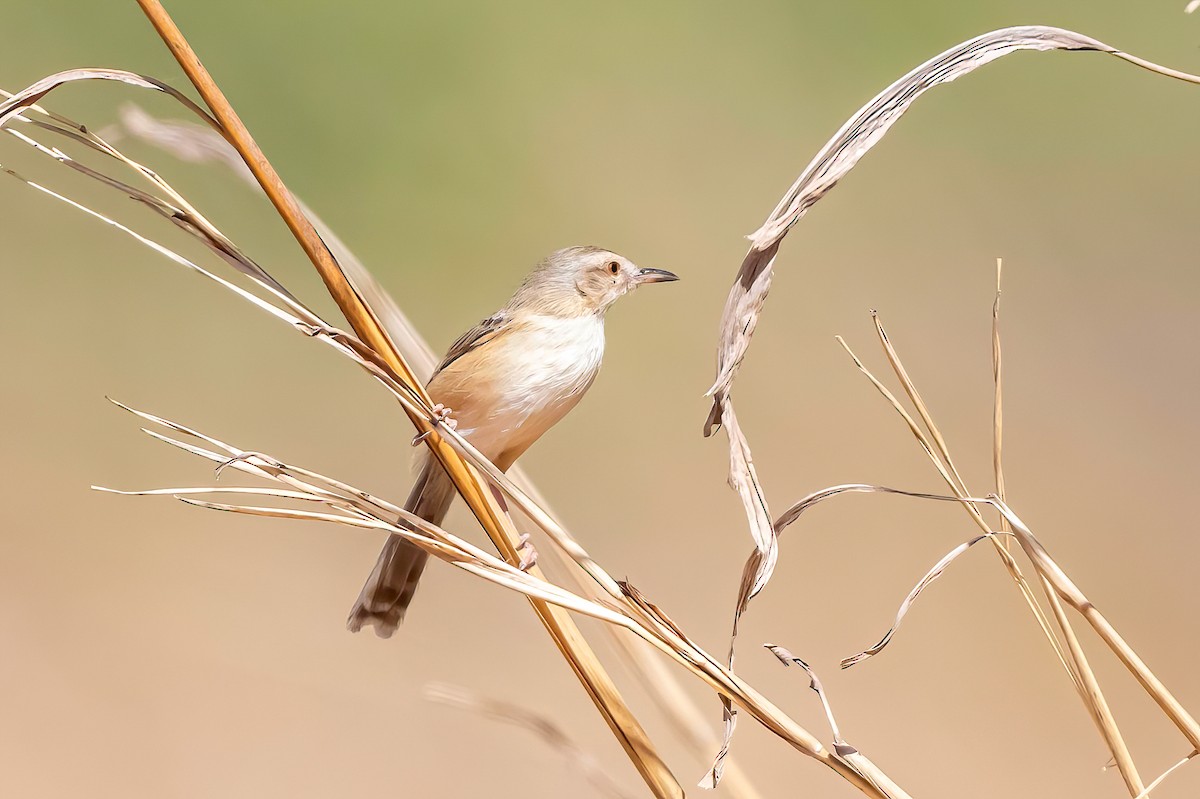 Prinia modeste - ML633735562