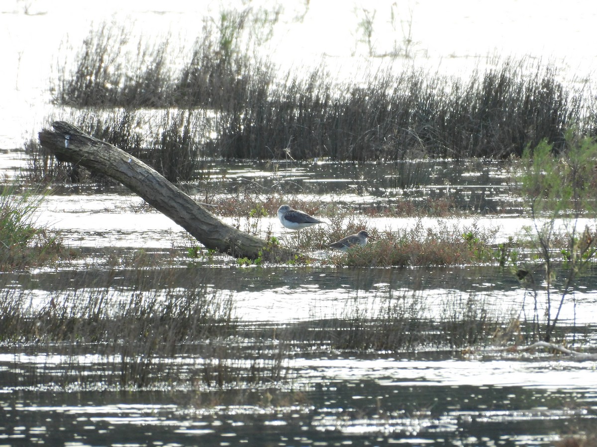 Common Greenshank - ML633735650