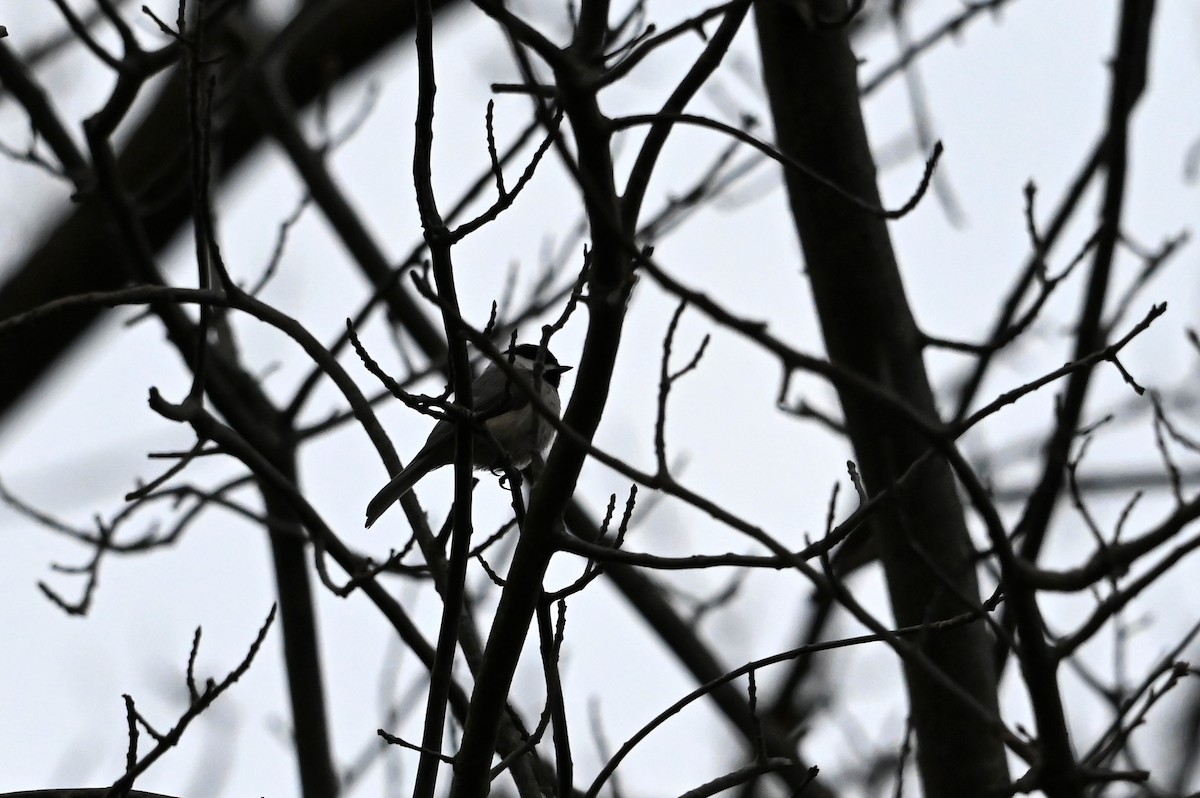Carolina Chickadee - ML633735694