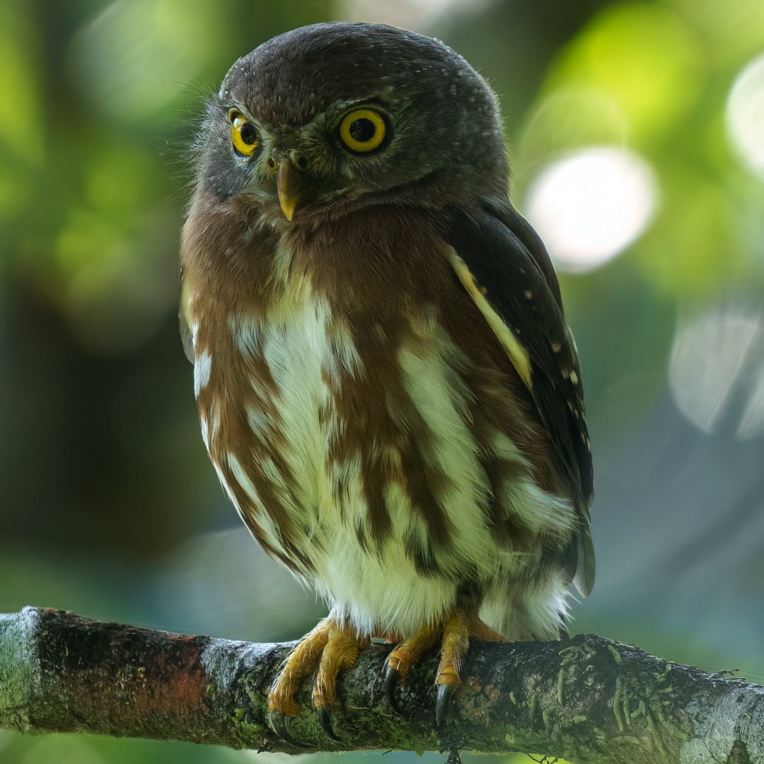 Least Pygmy-Owl - ML633735697