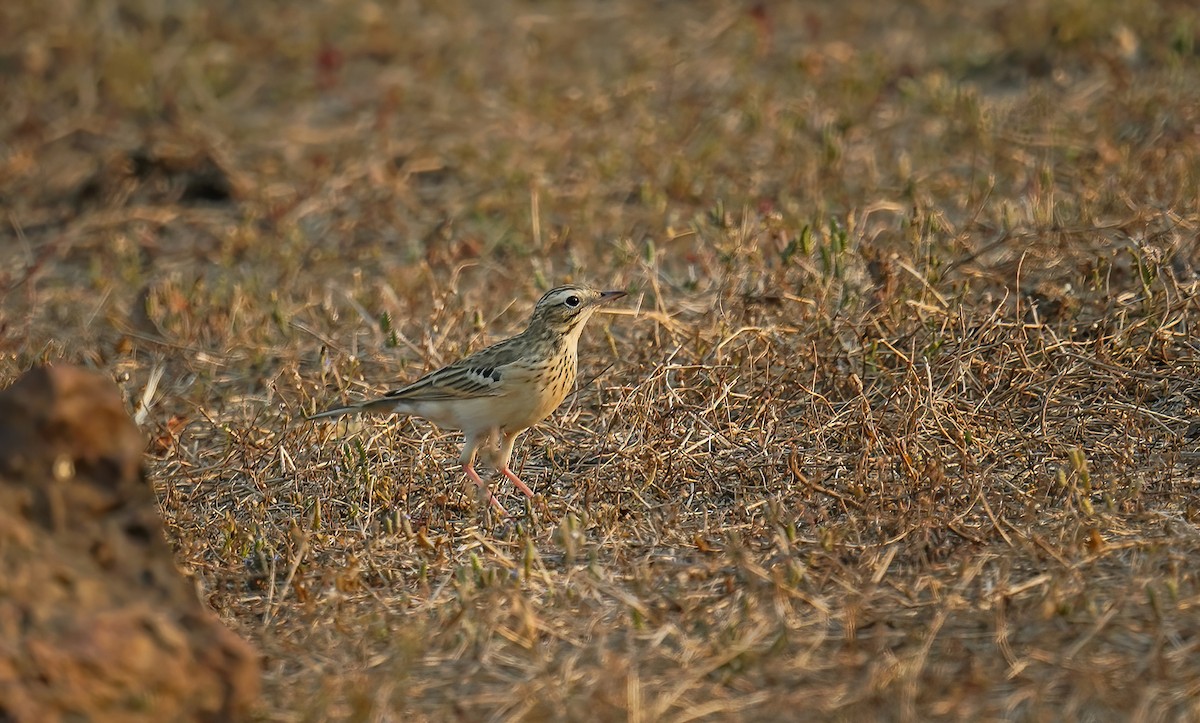 Blyth's Pipit - ML633735761