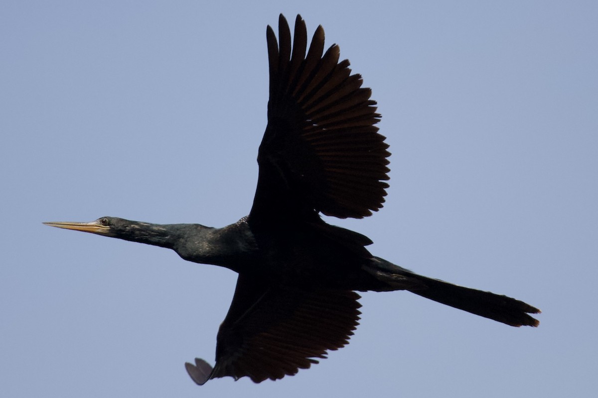 Anhinga - ML633735871